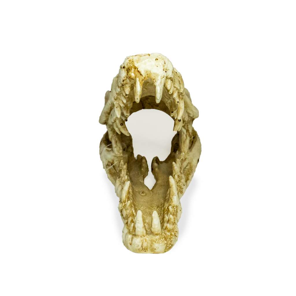 Lucky Reptile Deco Skull Krokodil